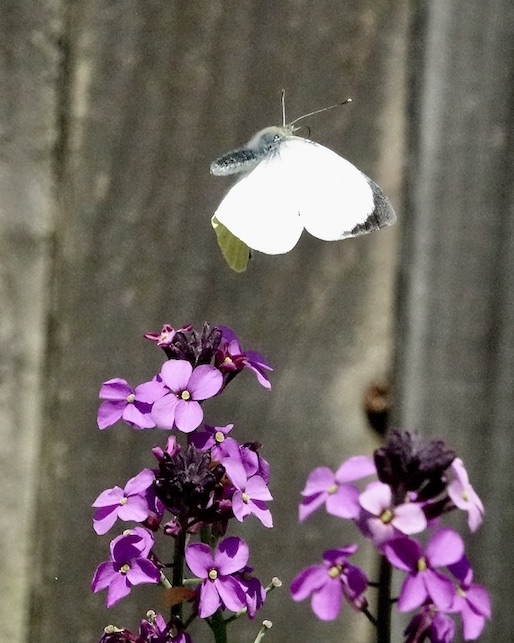 large white